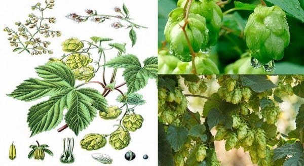 Đặc điểm tự nhiên của hoa bia