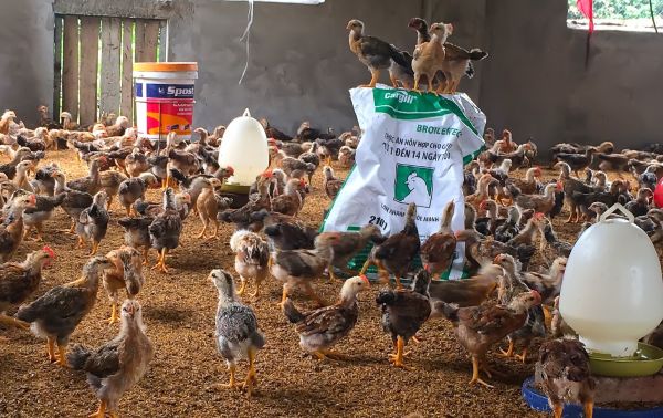 Chăn nuôi gà/vịt