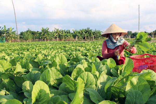 Trồng rau sạch - rau vụ nhỏ